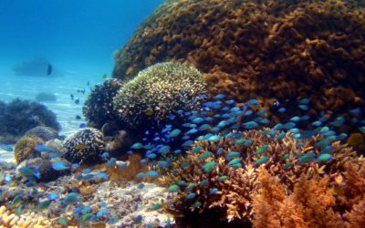 recif-coraux