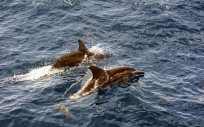 dauphins-iles-sonde