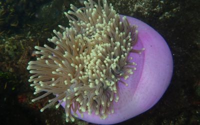 anemone-komodo