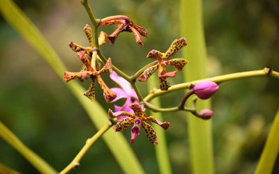 orchidee-ile-gam