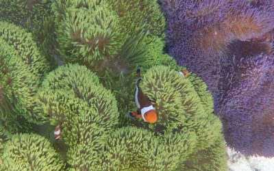 poisson-clown-anemone
