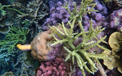 recif-corallien-raja-ampat